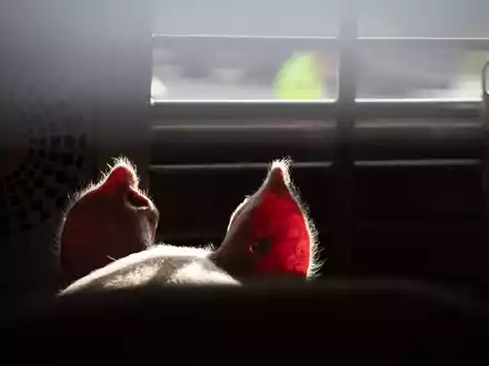Lebende Tiere sollen auf Transportern ins EU-Ausland besser geschützt werden (Symbolbild).  - Foto: Friso Gentsch/dpa