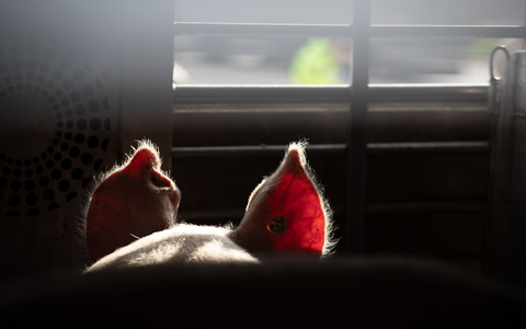 Lebende Tiere sollen auf Transportern ins EU-Ausland besser geschützt werden (Symbolbild).  - Foto: Friso Gentsch/dpa