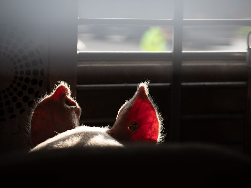 Lebende Tiere sollen auf Transportern ins EU-Ausland besser geschützt werden (Symbolbild).  - Foto: Friso Gentsch/dpa