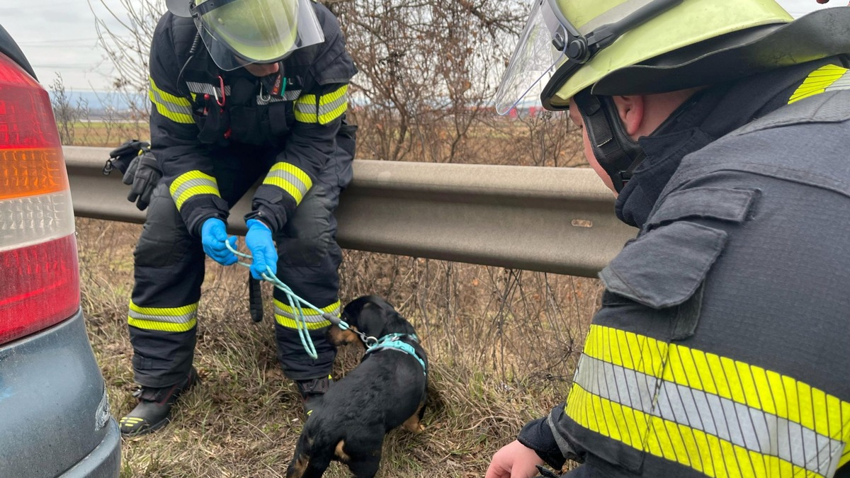 FW Mainz: Einsatz auf der A60: Welpe verursacht Verkehrsunfall - Foto: presseportal.de