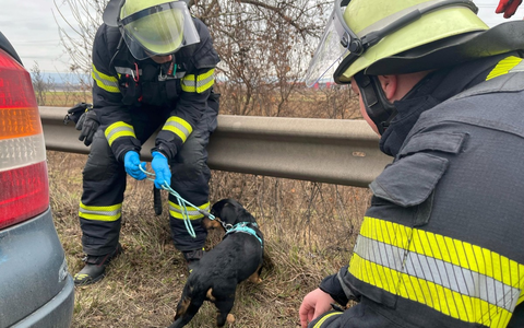 FW Mainz: Einsatz auf der A60: Welpe verursacht Verkehrsunfall - Foto: presseportal.de