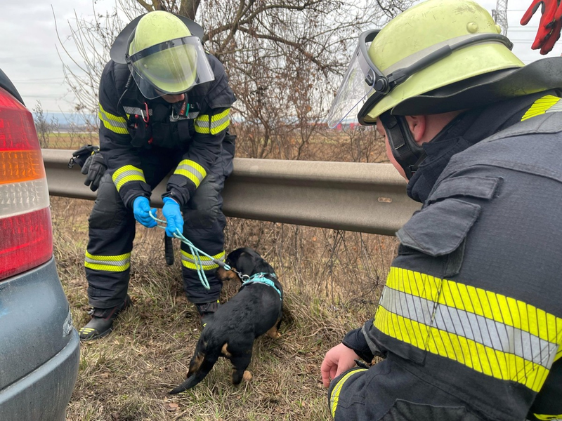 FW Mainz: Einsatz auf der A60: Welpe verursacht Verkehrsunfall - Foto: presseportal.de