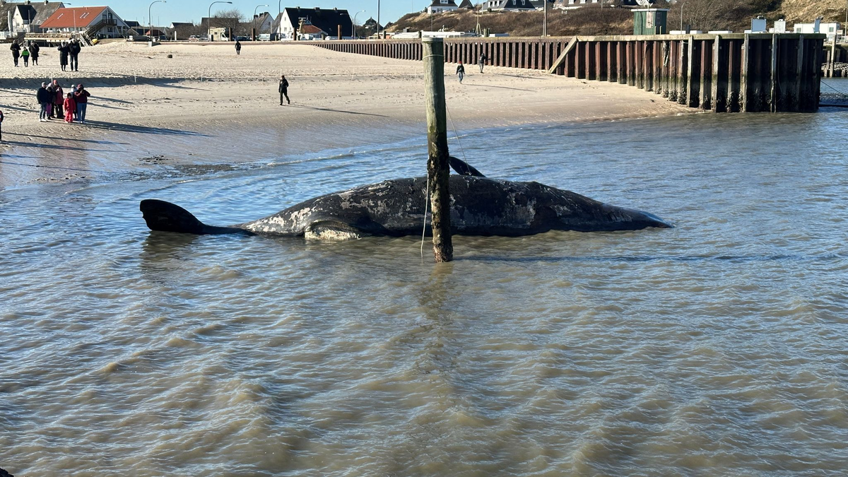 Es wird wegen Explosionsgefahr davor gewarnt, sich dem Tier zu nähern. - Foto: Daniel Friederichs/dpa