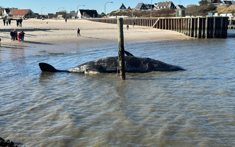 Es wird wegen Explosionsgefahr davor gewarnt, sich dem Tier zu nÀhern. - Foto: Daniel Friederichs/dpa Es wird wegen Explosionsgefahr davor gewarnt, sich dem Tier zu nÀhern. - Foto: Daniel Friederichs/dpa