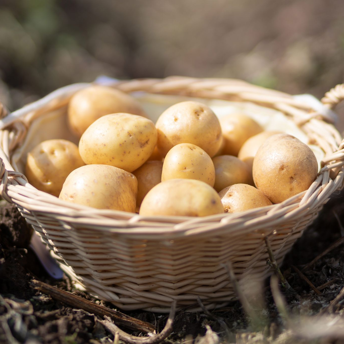 Ein Korb mit Kartoffeln der Sorte «Gala» steht auf einem Feld in Thüringen. (Foto: Archiv) - Foto: Michael Reichel/dpa