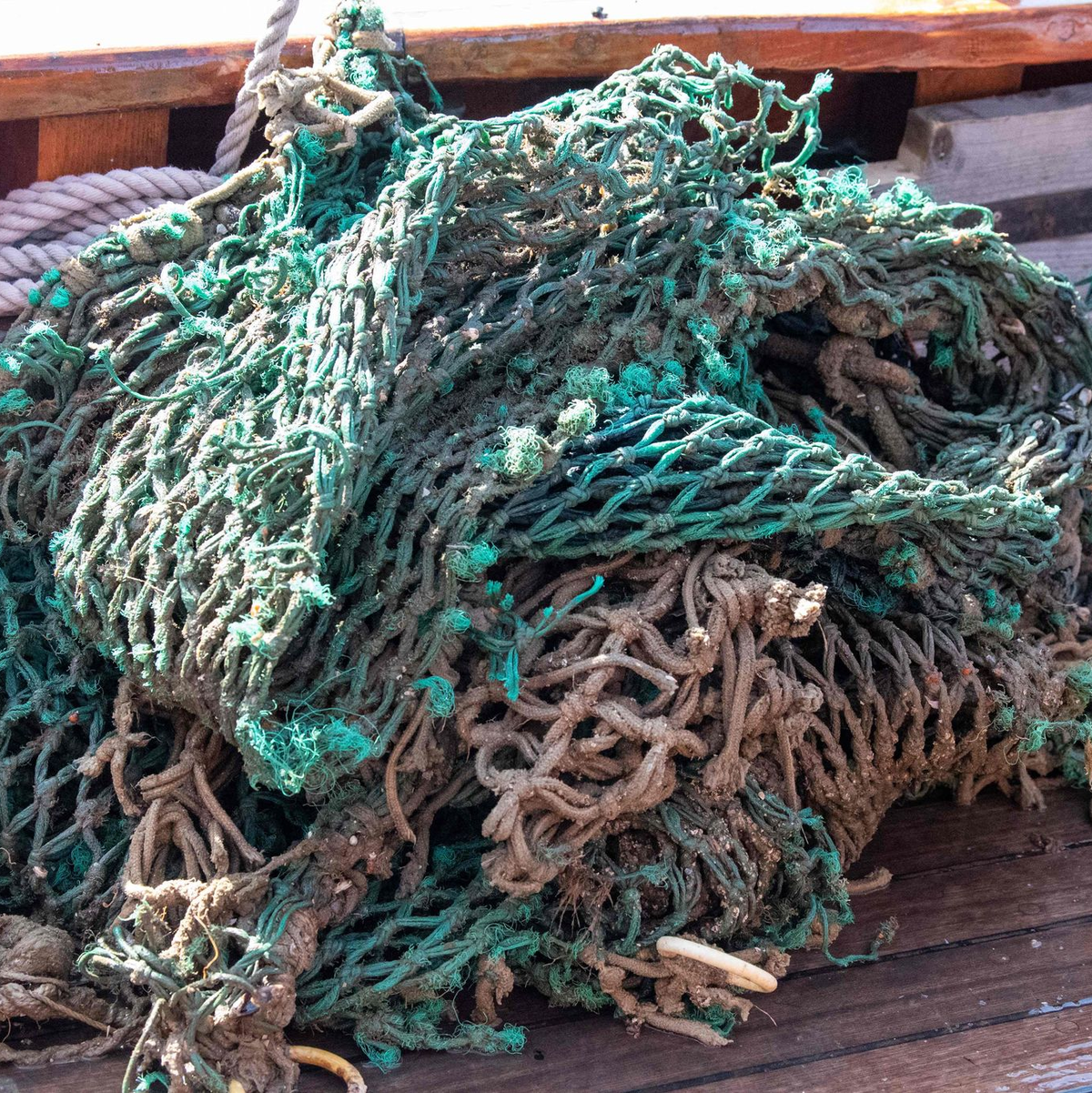 Diese Geisternetze wurden vor den ostfriesischen Inseln gefunden. Sie kommen aber in allen Meeren vor. (Archivbild) - Foto: Melissa Erichsen/dpa