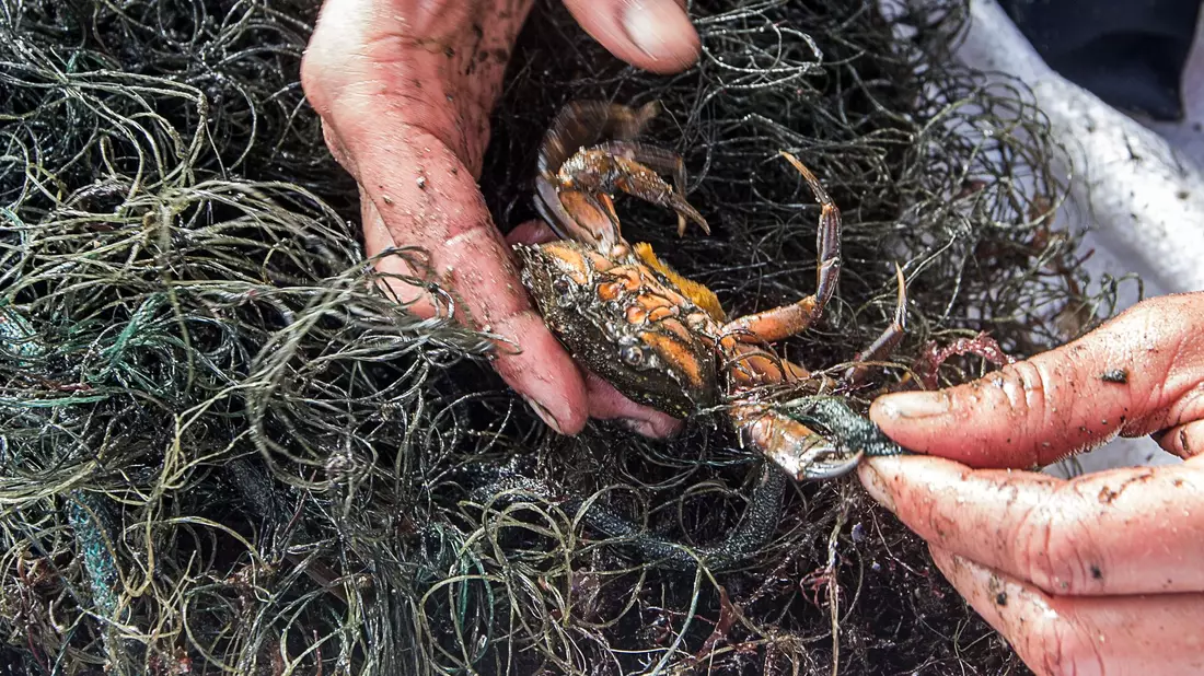 Jedes Jahr landet eine unbekannte Menge an Fischernetzen im Meer. Mit Künstlicher Intelligenz sollen sie besser aufgespürt werden. (Archivbild) - Bild: Jens Büttner/dpa-Zentralbild/dpa
