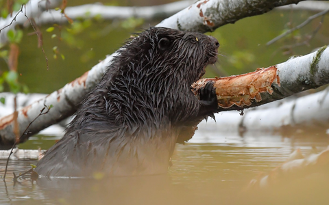 Biber können gewaltig zur Landschaftsgestaltung beitragen. (Archivbild) - Foto: Patrick Pleul/dpa-Zentralbild/ZB Biber können gewaltig zur Landschaftsgestaltung beitragen. (Archivbild) - Foto: Patrick Pleul/dpa-Zentralbild/ZB