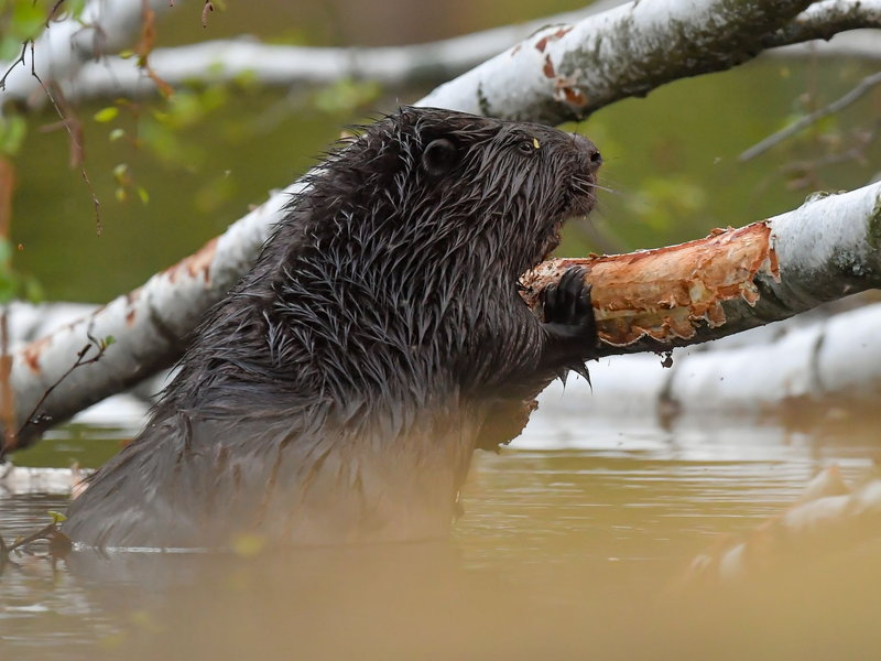 Biber können gewaltig zur Landschaftsgestaltung beitragen. (Archivbild) - Foto: Patrick Pleul/dpa-Zentralbild/ZB