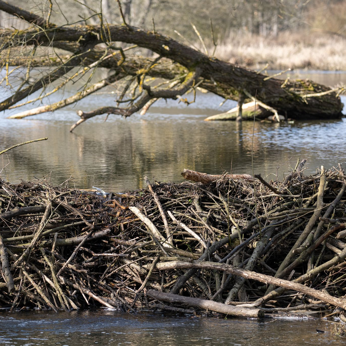 Biber bauen zum Teil gewaltige Dämme. (Archivbild) - Foto: Sebastian Gollnow/dpa