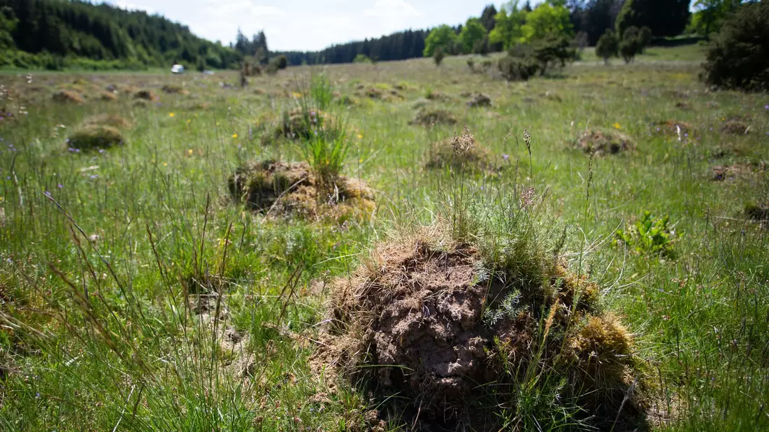 Im Naturschutzgebiet Dellenhäule in Baden-Württemberg stehen manchmal Tausende Ameisenhügel zusammen. (Archivbild) - Bild: Tom Weller/dpa