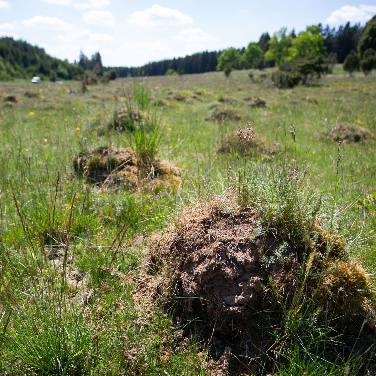 Im Naturschutzgebiet Dellenhäule in Baden-Württemberg stehen manchmal Tausende Ameisenhügel zusammen. (Archivbild) - Foto: Tom Weller/dpa