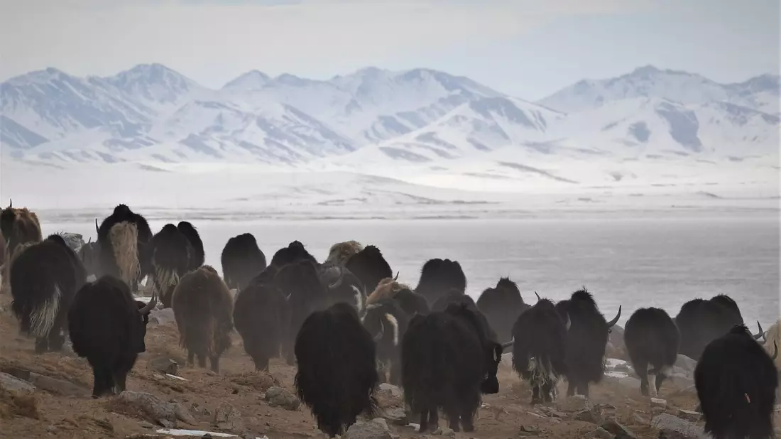 Wo Yak-Herden entlang ziehen, formen sie oft Pfade. (Archivbild) - Bild: Purbu Zhaxi/XinHua/dpa
