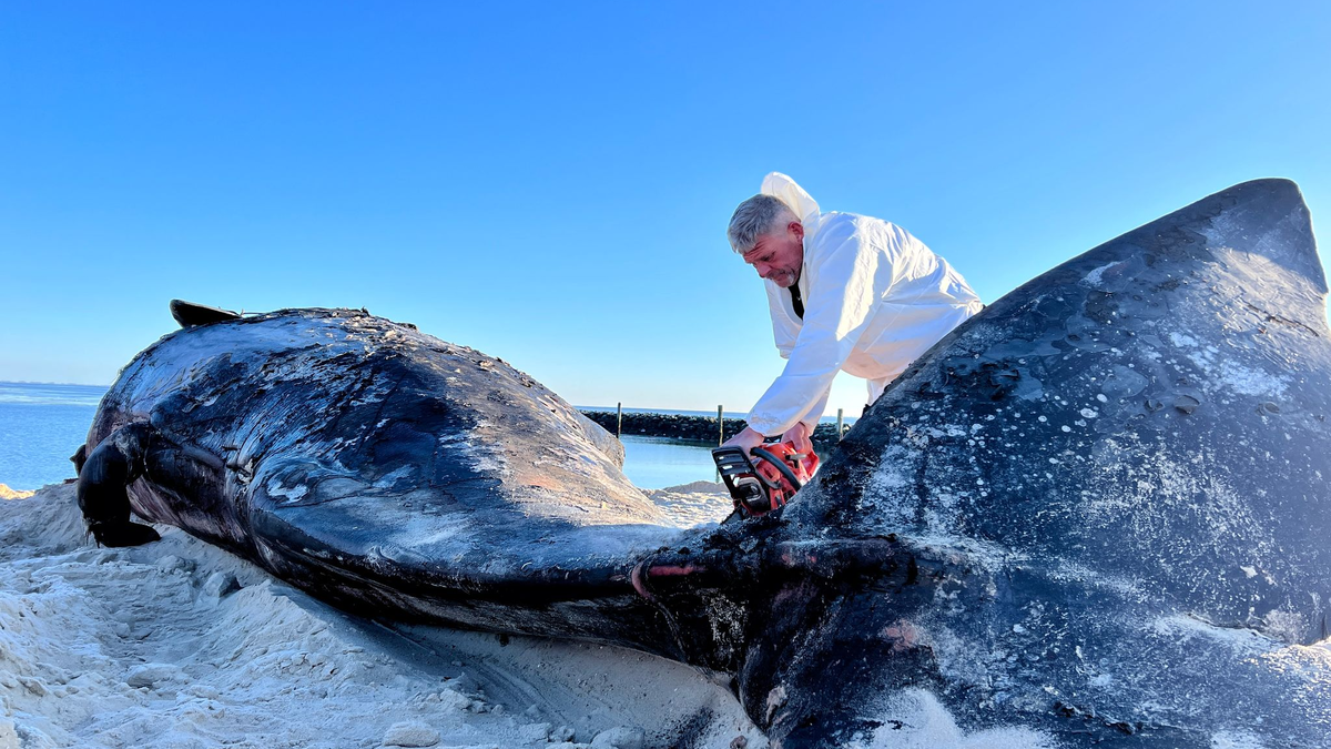 Mit seiner Motorsäge war es für Timo Arp am Morgen nicht leicht, den riesigen Körper des Wals zu durchschneiden.  - Foto: Lea Albert/dpa