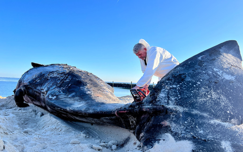 Mit seiner MotorsĂ€ge war es fĂŒr Timo Arp am Morgen nicht leicht, den riesigen Körper des Wals zu durchschneiden. - Foto: Lea Albert/dpa Mit seiner MotorsĂ€ge war es fĂŒr Timo Arp am Morgen nicht leicht, den riesigen Körper des Wals zu durchschneiden. - Foto: Lea Albert/dpa
