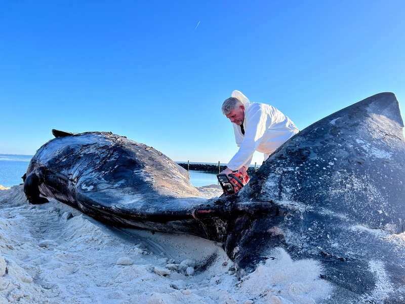 Mit seiner Motorsäge war es für Timo Arp am Morgen nicht leicht, den riesigen Körper des Wals zu durchschneiden.  - Foto: Lea Albert/dpa