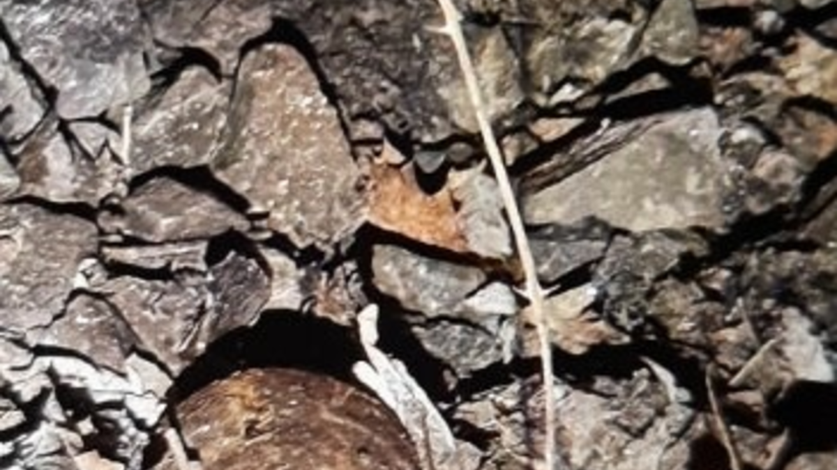 BPOL-KL: Abschlussmeldung - Mörsergranate im Bereich des Hbf Kaiserslautern gefunden - Foto: presseportal.de