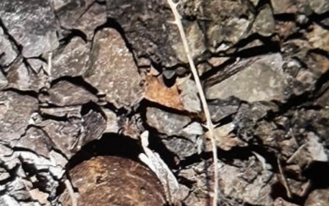 BPOL-KL: Abschlussmeldung - Mörsergranate im Bereich des Hbf Kaiserslautern gefunden - Foto: presseportal.de BPOL-KL: Abschlussmeldung - Mörsergranate im Bereich des Hbf Kaiserslautern gefunden - Foto: presseportal.de