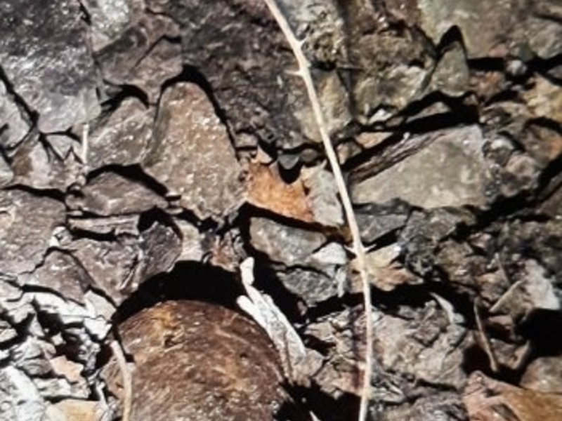 BPOL-KL: Abschlussmeldung - Mörsergranate im Bereich des Hbf Kaiserslautern gefunden - Foto: presseportal.de