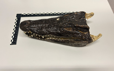 Einen ungewöhnlichen Fund machten Zöllner in der Schweiz. (Handout) - Foto: -/BAZG/dpa