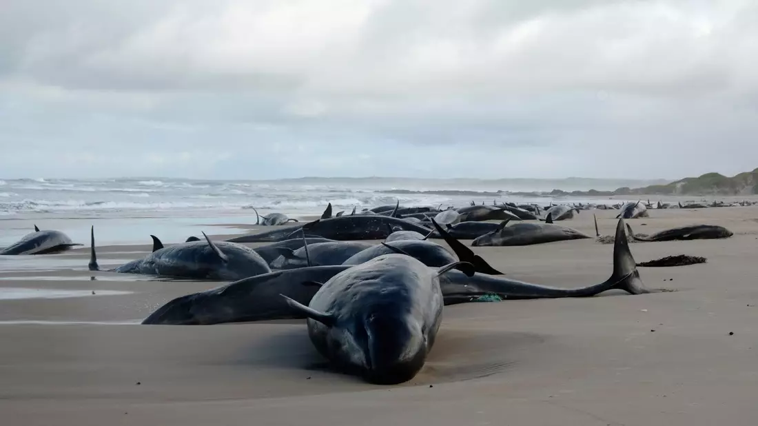 Helfer versuchten fieberhaft, den leidenden Tieren zu helfen. - Bild: Uncredited/Department of Natural Resources and Environment Tasmania/AP/dpa