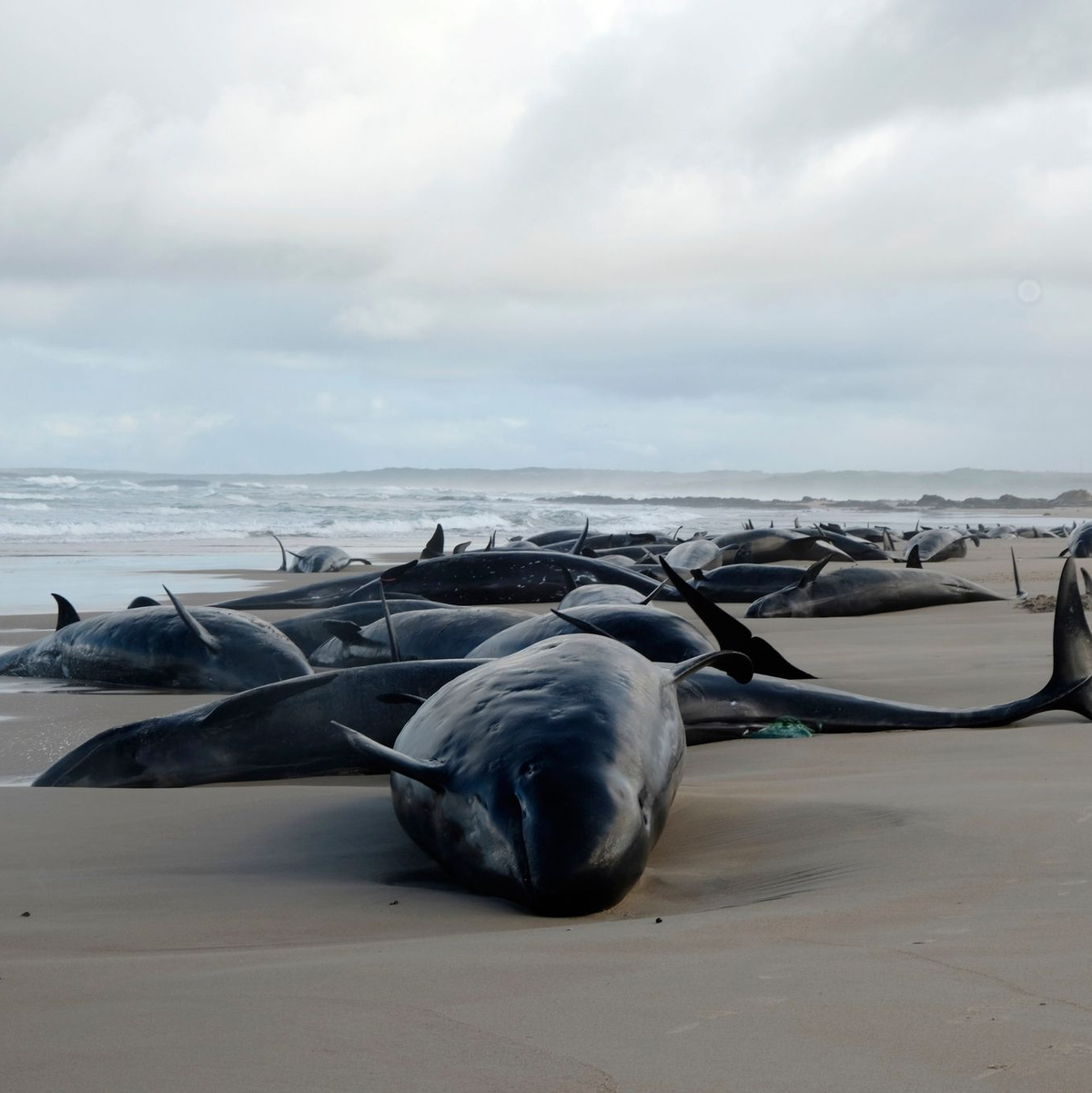 Helfer versuchten fieberhaft, den leidenden Tieren zu helfen. - Foto: Uncredited/Department of Natural Resources and Environment Tasmania/AP/dpa