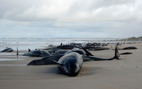 Helfer versuchten fieberhaft, den leidenden Tieren zu helfen. - Foto: Uncredited/Department of Natural Resources and Environment Tasmania/AP/dpa