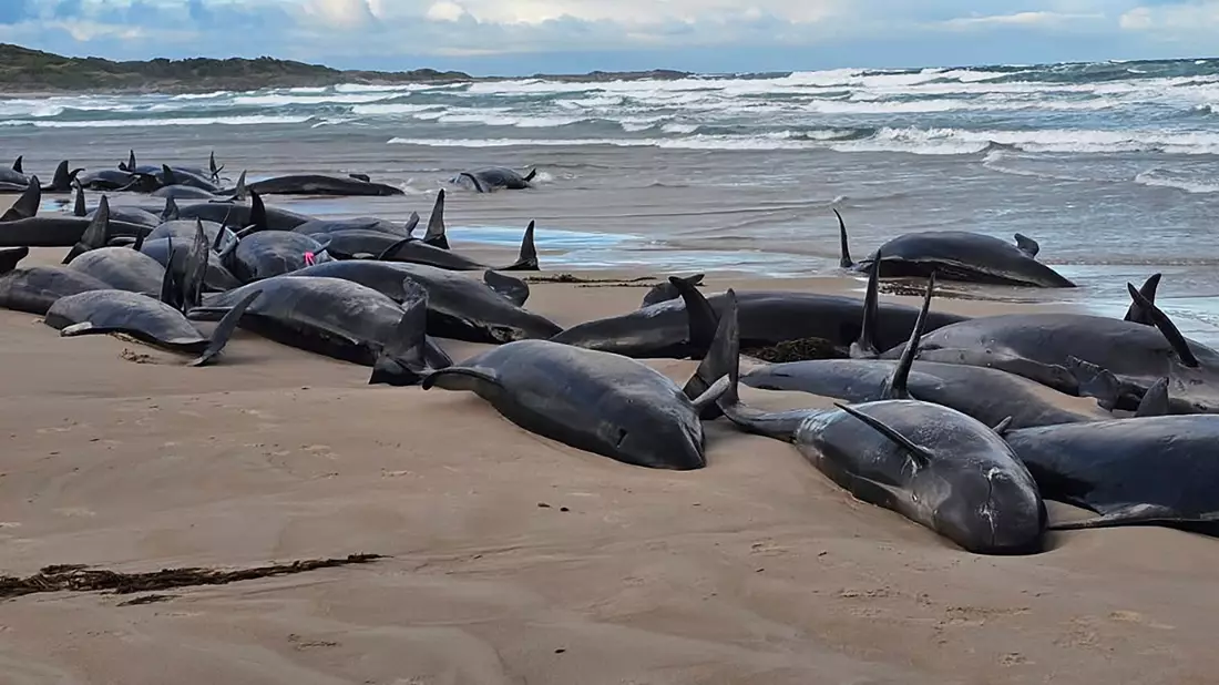 Warum die Kleinen Schwertwale strandeten, ist noch unklar. - Bild: Jocelyn Flint/Jocelyn Flint/AP/dpa