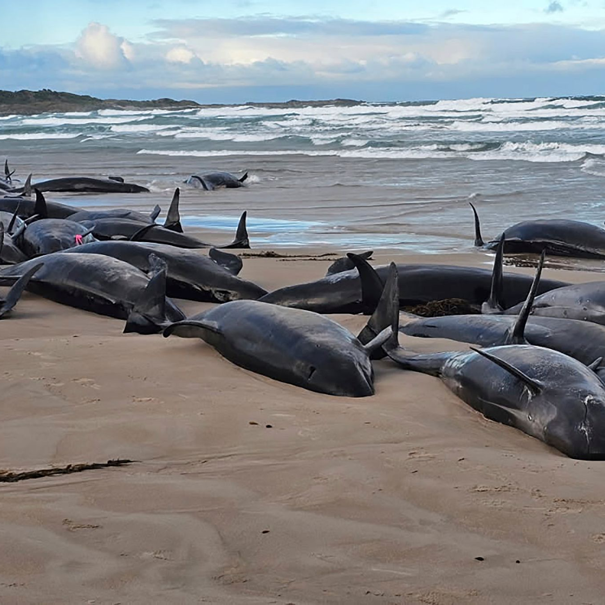 Warum die Kleinen Schwertwale strandeten, ist noch unklar. - Foto: Jocelyn Flint/Jocelyn Flint/AP/dpa