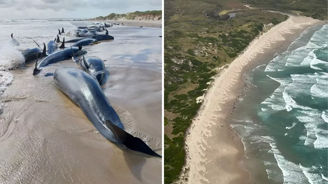 Es war die erste Strandung dieser Spezies seit 50 Jahren. - Bild: Supplied/DEPARTMENT OF NATURAL RESOURCES AND ENVIRONMENT TASMANIA/AAP/dpa