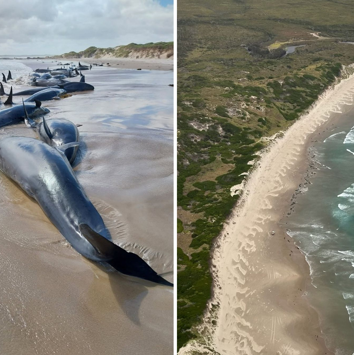 Es war die erste Strandung dieser Spezies seit 50 Jahren. - Foto: Supplied/DEPARTMENT OF NATURAL RESOURCES AND ENVIRONMENT TASMANIA/AAP/dpa