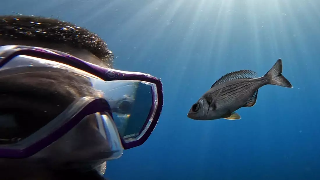 Gibt es Leckereien zu holen, folgen manche Fische Tauchern hartnäckig.  - Bild: -/Maëlan Tomasek/dpa