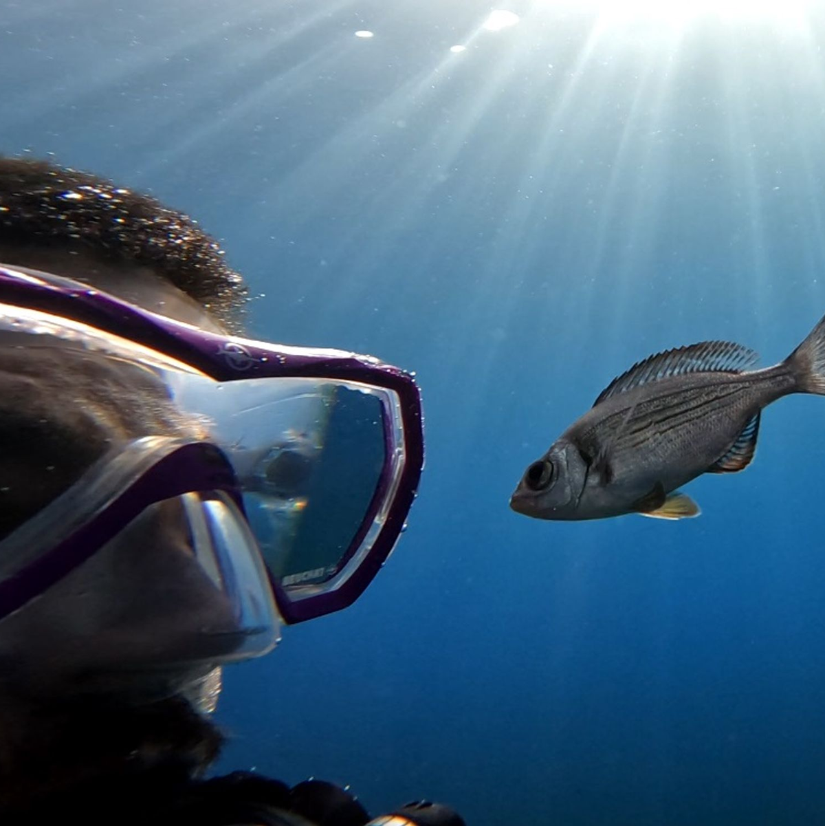 Gibt es Leckereien zu holen, folgen manche Fische Tauchern hartnäckig.  - Foto: -/Maëlan Tomasek/dpa