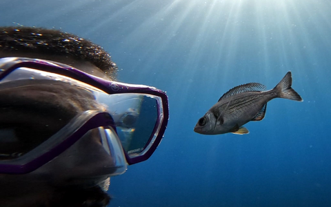 Gibt es Leckereien zu holen, folgen manche Fische Tauchern hartnäckig.  - Foto: -/Maëlan Tomasek/dpa