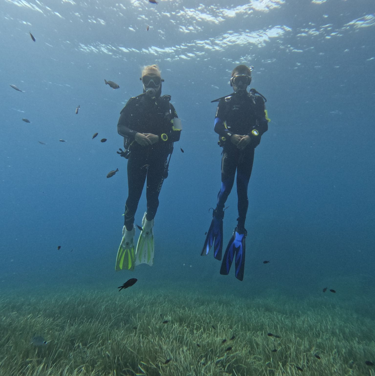 Die Fische scheinen Taucher anhand von Farbmerkmalen ihrer Ausrüstung zu erkennen. - Foto: -/Behavioural Evolution Lab /Max Planck Institute of Animal Behavior/dpa