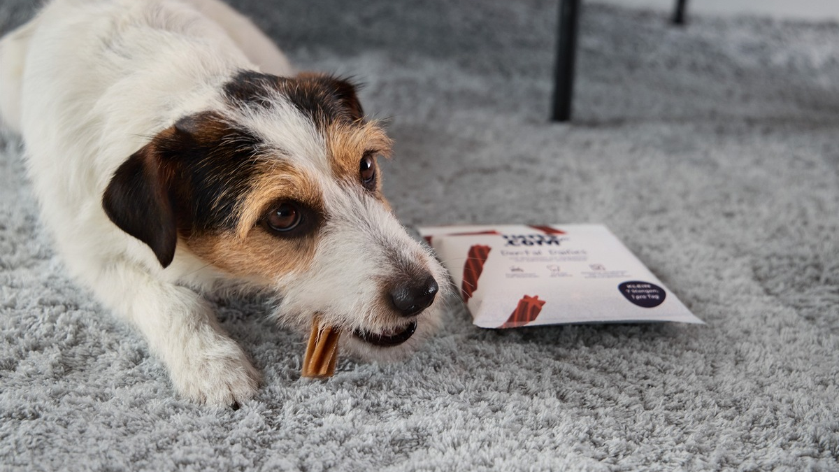 Fell, Pfoten, Pflege - Was Hunde in der kalten Jahreszeit wirklich brauchen - Foto: presseportal.de