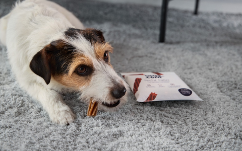 Fell, Pfoten, Pflege - Was Hunde in der kalten Jahreszeit wirklich brauchen - Foto: presseportal.de