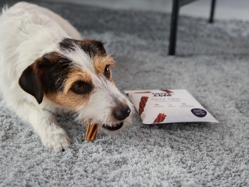 Fell, Pfoten, Pflege - Was Hunde in der kalten Jahreszeit wirklich brauchen - Foto: presseportal.de