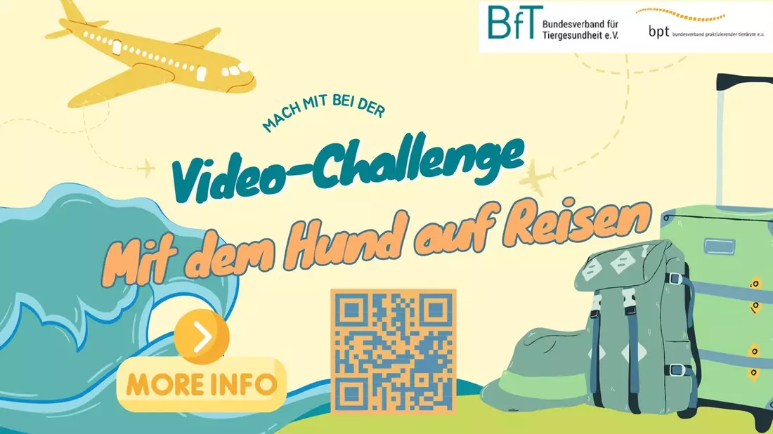 BfT und bpt starten neue Video-Challenge: Rundum geschützt - Mit dem Hund auf Reisen - Bild: presseportal.de