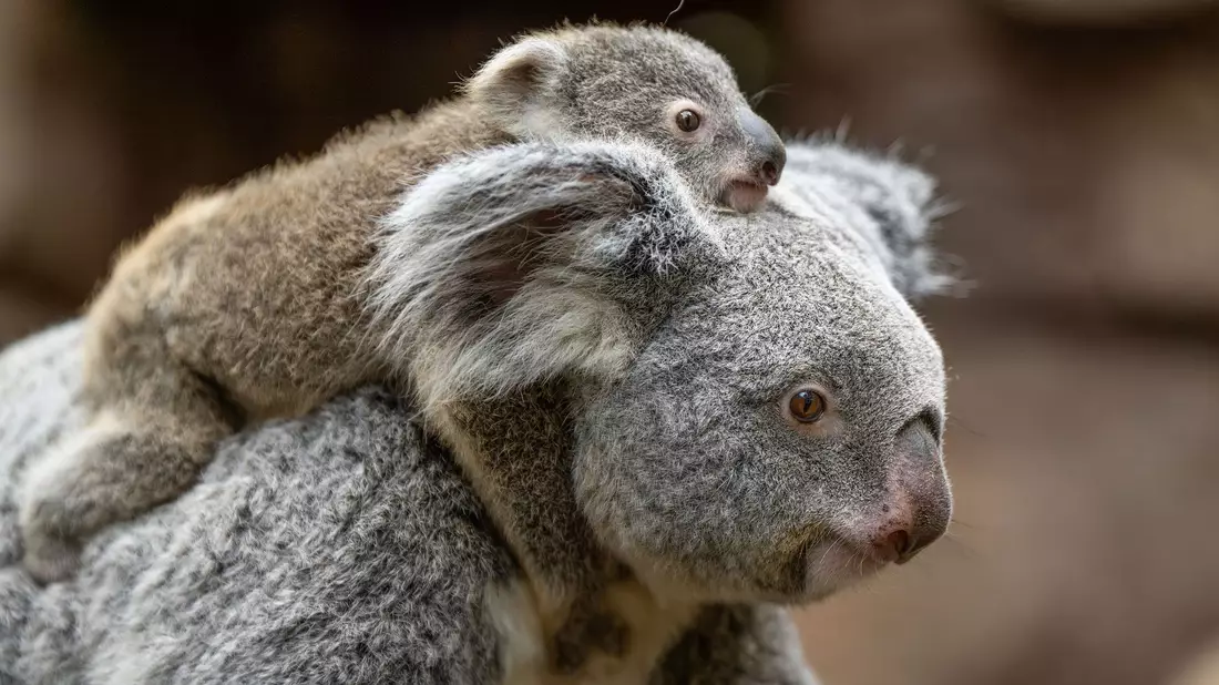 In der Wilhelma sind im vergangenen Jahr zwei Koala-Babys geboren worden. Nun stehen die Geschlechter der beiden fest. Hier trägt Koala-Weibchen Auburn ihr weibliches Jungtier durchs Gehege. (Foto-Handout) - Bild: Birger Meierjohann/Wilhelma Stuttgart/dpa