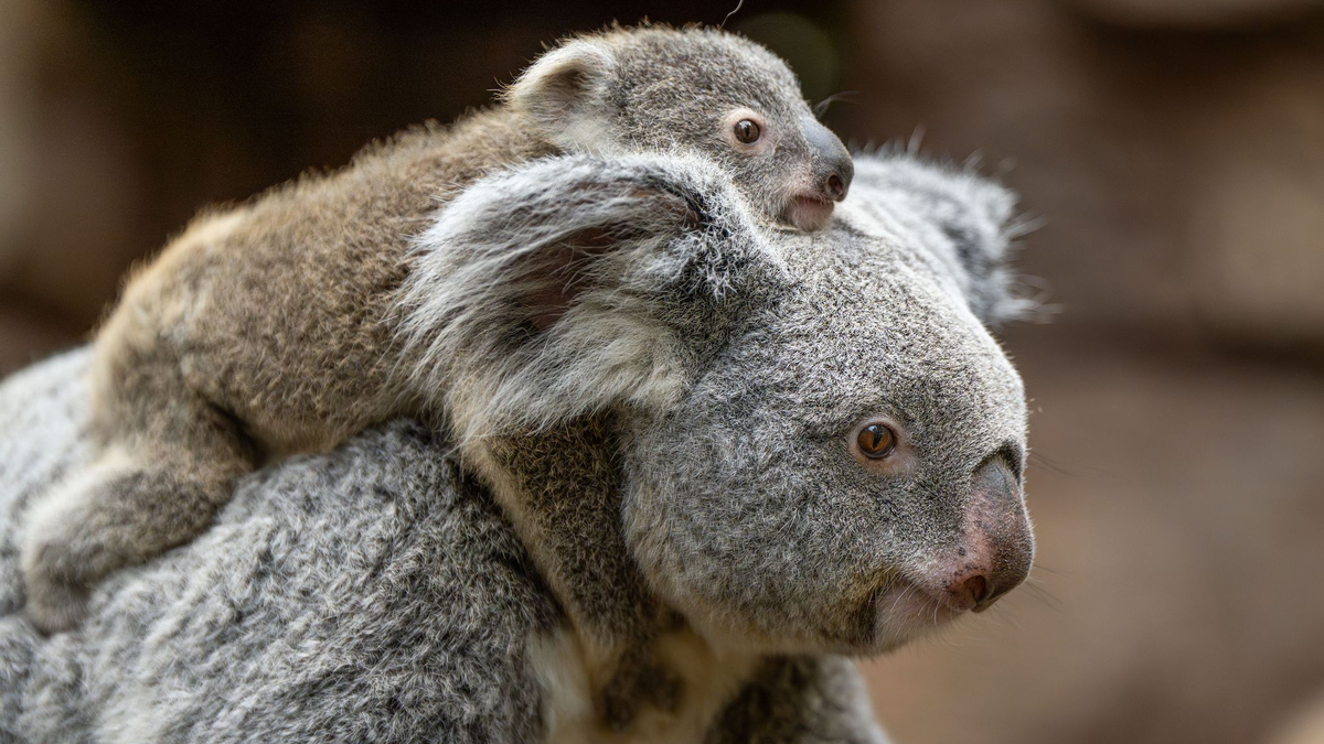 In der Wilhelma sind im vergangenen Jahr zwei Koala-Babys geboren worden. Nun stehen die Geschlechter der beiden fest. Hier trägt Koala-Weibchen Auburn ihr weibliches Jungtier durchs Gehege. (Foto-Handout) - Foto: Birger Meierjohann/Wilhelma Stuttgart/dpa