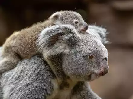 In der Wilhelma sind im vergangenen Jahr zwei Koala-Babys geboren worden. Nun stehen die Geschlechter der beiden fest. Hier trägt Koala-Weibchen Auburn ihr weibliches Jungtier durchs Gehege. (Foto-Handout) - Foto: Birger Meierjohann/Wilhelma Stuttgart/dpa