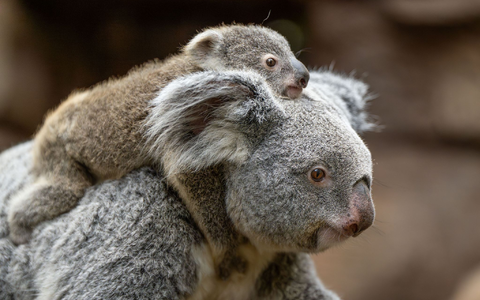 In der Wilhelma sind im vergangenen Jahr zwei Koala-Babys geboren worden. Nun stehen die Geschlechter der beiden fest. Hier trägt Koala-Weibchen Auburn ihr weibliches Jungtier durchs Gehege. (Foto-Handout) - Foto: Birger Meierjohann/Wilhelma Stuttgart/dpa