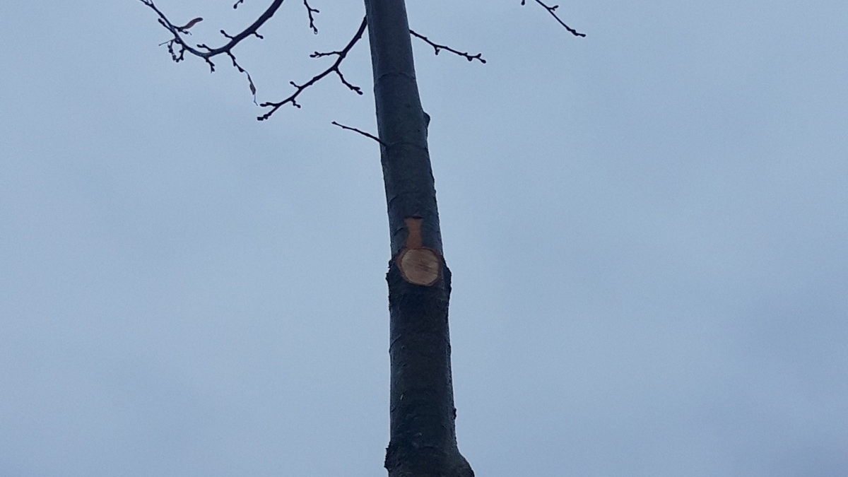 POL-KLE: Kranenburg - Gemeinsame Presseerklärung der Gemeinde Kranenburg und der Polizei Kleve: Dilettantisch beschnittene Bäume / Gemeinde setzt Belohnung aus - Foto: presseportal.de