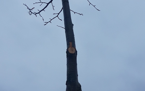 POL-KLE: Kranenburg - Gemeinsame PresseerklÀrung der Gemeinde Kranenburg und der Polizei Kleve: Dilettantisch beschnittene BÀume / Gemeinde setzt Belohnung aus - Foto: presseportal.de POL-KLE: Kranenburg - Gemeinsame PresseerklÀrung der Gemeinde Kranenburg und der Polizei Kleve: Dilettantisch beschnittene BÀume / Gemeinde setzt Belohnung aus - Foto: presseportal.de