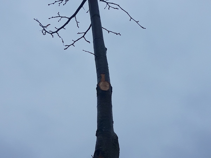 POL-KLE: Kranenburg - Gemeinsame Presseerklärung der Gemeinde Kranenburg und der Polizei Kleve: Dilettantisch beschnittene Bäume / Gemeinde setzt Belohnung aus - Foto: presseportal.de
