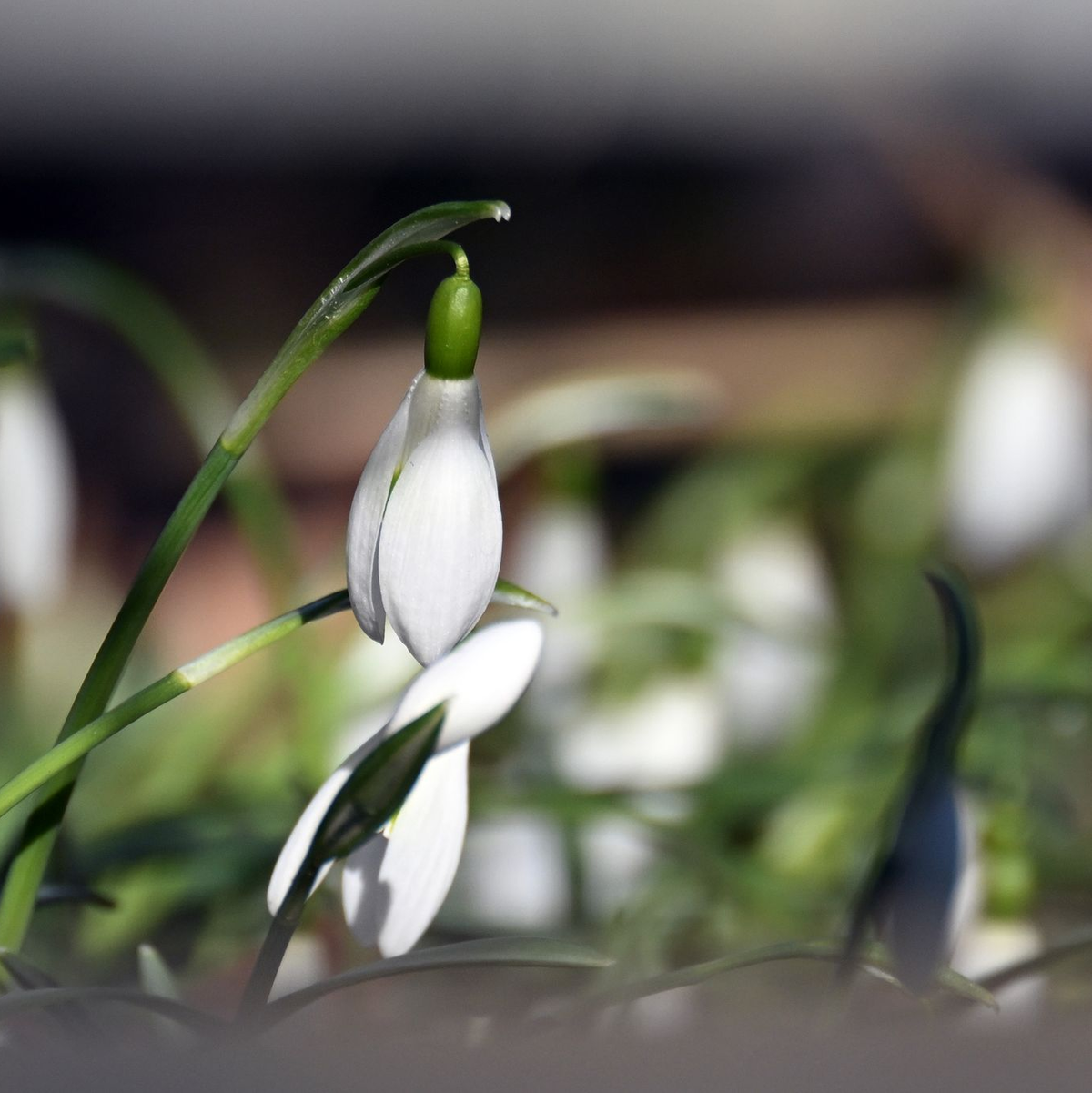 Schneeglöckchen blühen in einem Garten. - Foto: Federico Gambarini/dpa