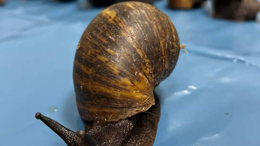 HZA-N: Tierischer Aufgriff des Nürnberger Flughafenzolls - Bild: Zoll, presseportal.de