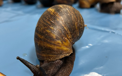 HZA-N: Tierischer Aufgriff des Nürnberger Flughafenzolls - Foto: Zoll, presseportal.de