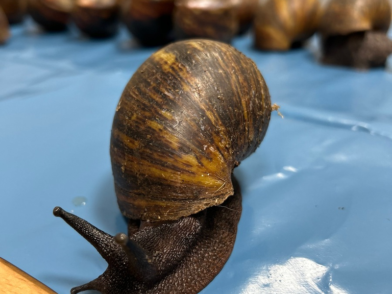 HZA-N: Tierischer Aufgriff des Nürnberger Flughafenzolls - Foto: Zoll, presseportal.de